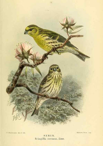 Reproducción/Reproduction 10560463133: Coloured figures of the birds of the British Islands / issued by Lord Lilford.. London :R. H. Porter,1885-1897.