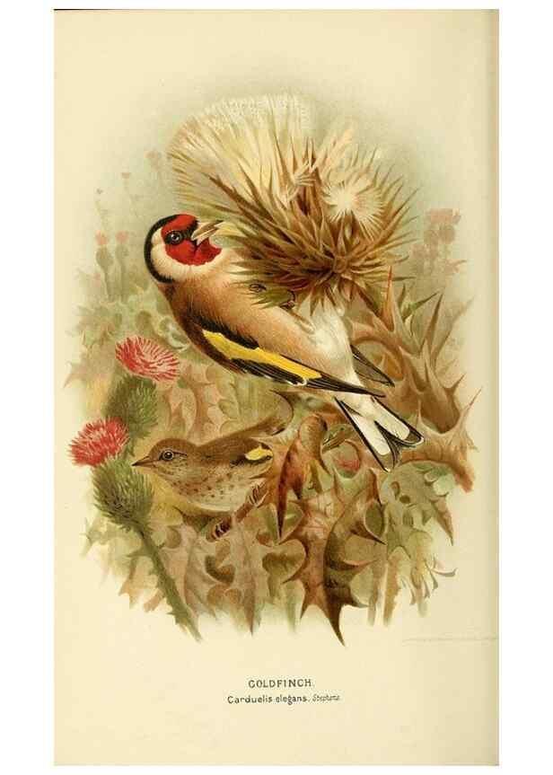 Reproducción/Reproduction 10560209065: Coloured figures of the birds of the British Islands / issued by Lord Lilford.. London :R. H. Porter,1885-1897.