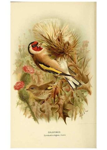 Reproducción/Reproduction 10560209065: Coloured figures of the birds of the British Islands / issued by Lord Lilford.. London :R. H. Porter,1885-1897.