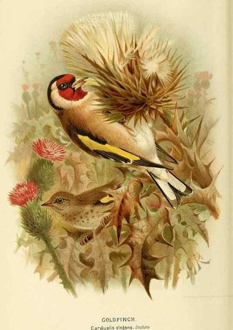 Reproducción/Reproduction 10560209065: Coloured figures of the birds of the British Islands / issued by Lord Lilford.. London :R. H. Porter,1885-1897.