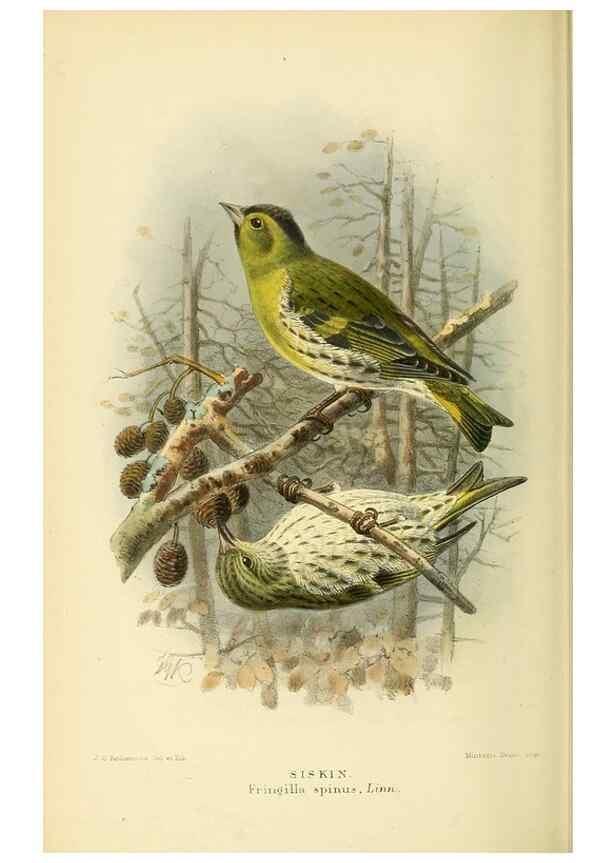 Reproducción/Reproduction 10560233246: Coloured figures of the birds of the British Islands / issued by Lord Lilford.. London :R. H. Porter,1885-1897.