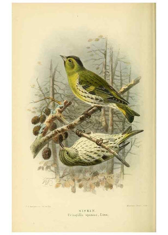 Reproducción/Reproduction 10560233246: Coloured figures of the birds of the British Islands / issued by Lord Lilford.. London :R. H. Porter,1885-1897.