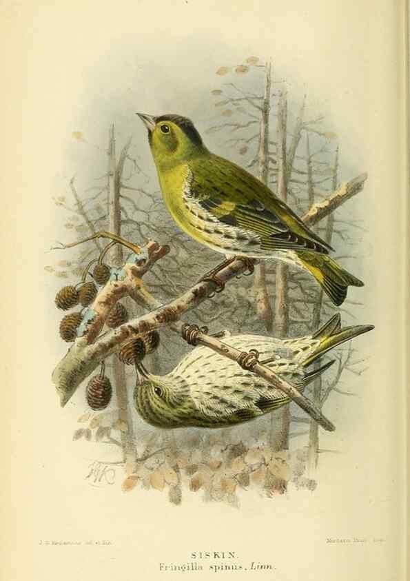 Reproducción/Reproduction 10560233246: Coloured figures of the birds of the British Islands / issued by Lord Lilford.. London :R. H. Porter,1885-1897.