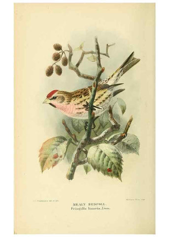 Reproducción/Reproduction 10560282874: Coloured figures of the birds of the British Islands / issued by Lord Lilford.. London :R. H. Porter,1885-1897.