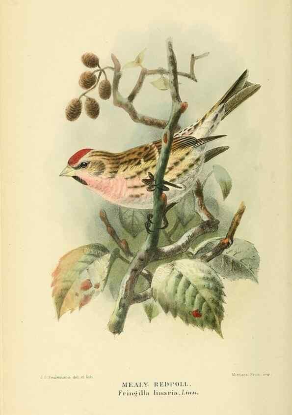 Reproducción/Reproduction 10560282874: Coloured figures of the birds of the British Islands / issued by Lord Lilford.. London :R. H. Porter,1885-1897.