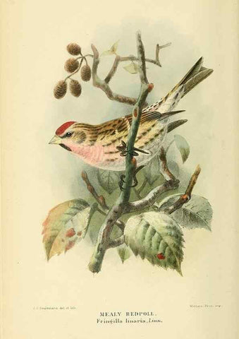 Reproducción/Reproduction 10560282874: Coloured figures of the birds of the British Islands / issued by Lord Lilford.. London :R. H. Porter,1885-1897.