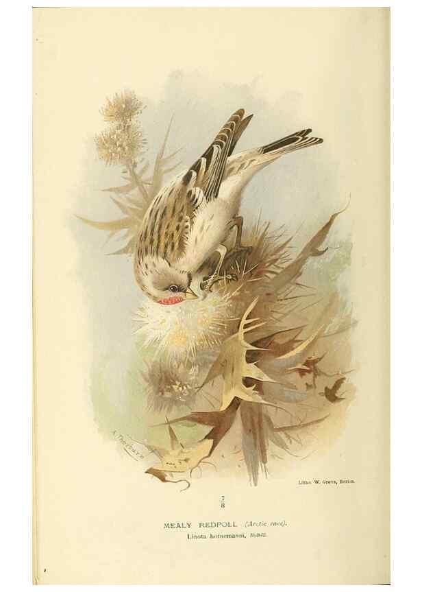 Reproducción/Reproduction 10560286134: Coloured figures of the birds of the British Islands / issued by Lord Lilford.. London :R. H. Porter,1885-1897.