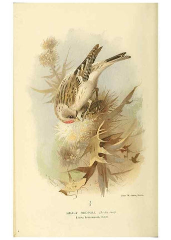 Reproducción/Reproduction 10560286134: Coloured figures of the birds of the British Islands / issued by Lord Lilford.. London :R. H. Porter,1885-1897.