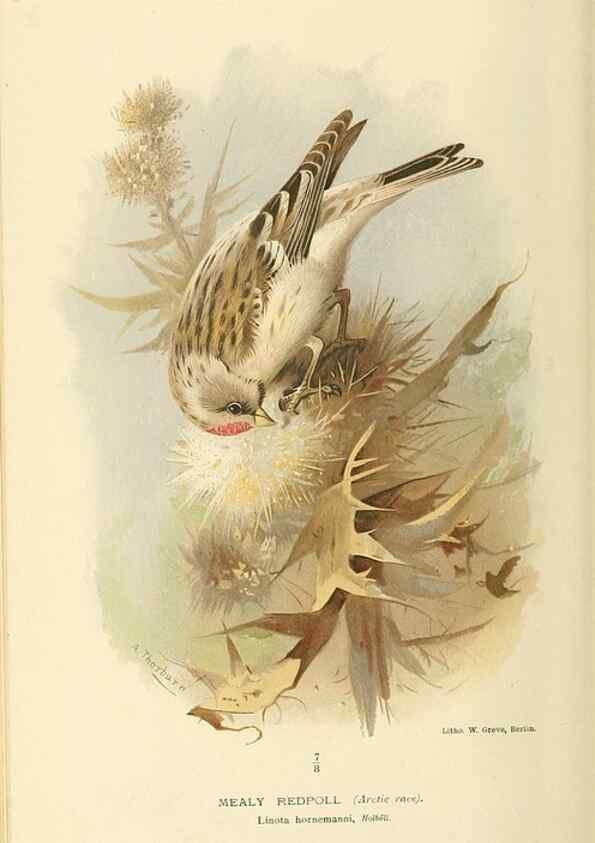 Reproducción/Reproduction 10560286134: Coloured figures of the birds of the British Islands / issued by Lord Lilford.. London :R. H. Porter,1885-1897.