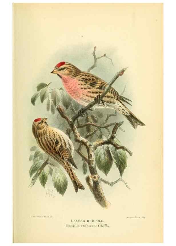 Reproducción/Reproduction 10560230935: Coloured figures of the birds of the British Islands / issued by Lord Lilford.. London :R. H. Porter,1885-1897.