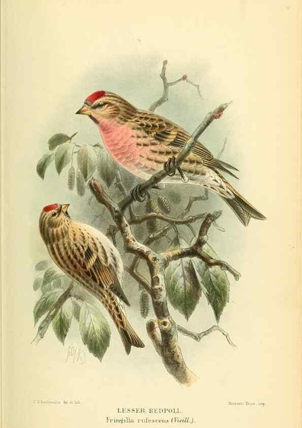 Reproducción/Reproduction 10560230935: Coloured figures of the birds of the British Islands / issued by Lord Lilford.. London :R. H. Porter,1885-1897.