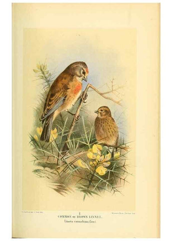 Reproducción/Reproduction 10560490873: Coloured figures of the birds of the British Islands / issued by Lord Lilford.. London :R. H. Porter,1885-1897.
