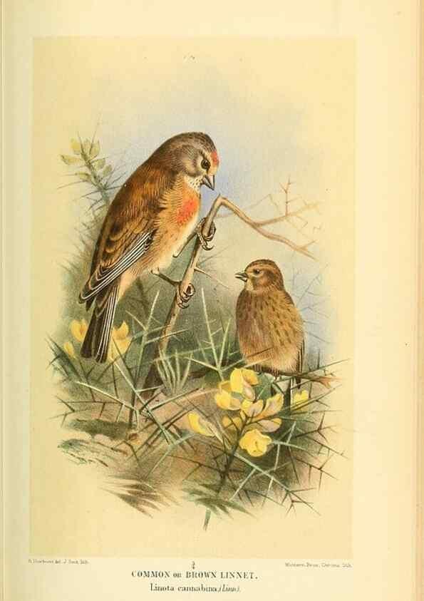 Reproducción/Reproduction 10560490873: Coloured figures of the birds of the British Islands / issued by Lord Lilford.. London :R. H. Porter,1885-1897.