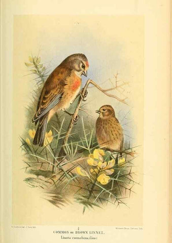 Reproducción/Reproduction 10560490873: Coloured figures of the birds of the British Islands / issued by Lord Lilford.. London :R. H. Porter,1885-1897.