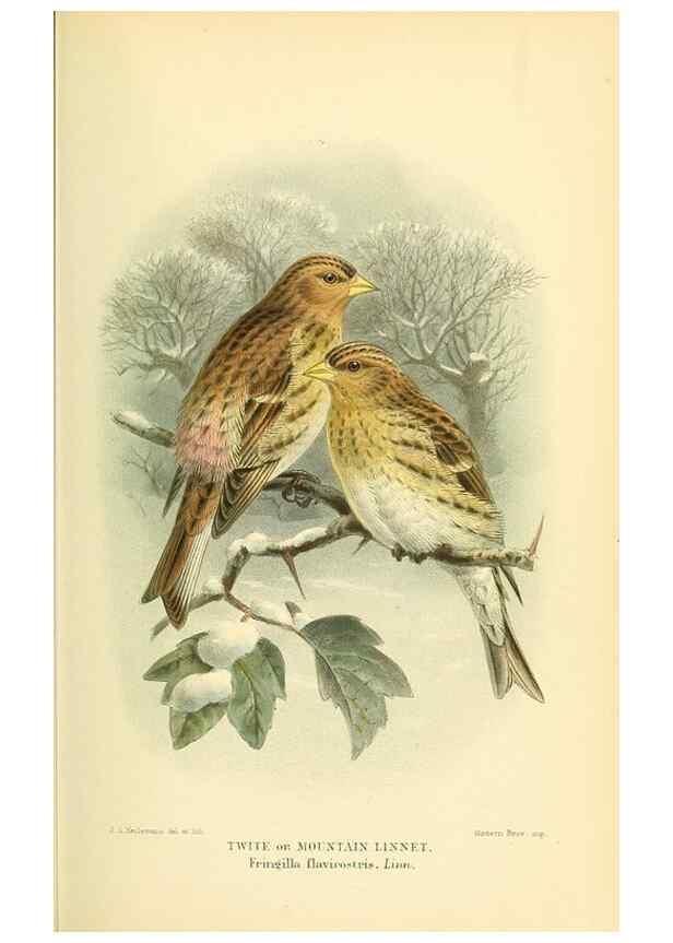Reproducción/Reproduction 10560237555: Coloured figures of the birds of the British Islands / issued by Lord Lilford.. London :R. H. Porter,1885-1897.