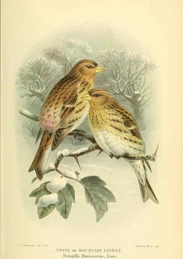 Reproducción/Reproduction 10560237555: Coloured figures of the birds of the British Islands / issued by Lord Lilford.. London :R. H. Porter,1885-1897.