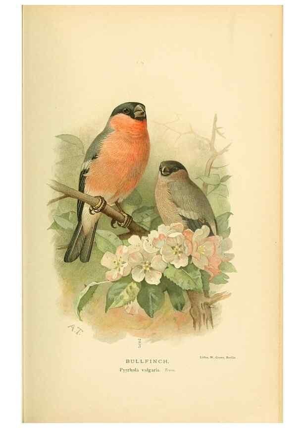 Reproducción/Reproduction 10560497473: Coloured figures of the birds of the British Islands / issued by Lord Lilford.. London :R. H. Porter,1885-1897.