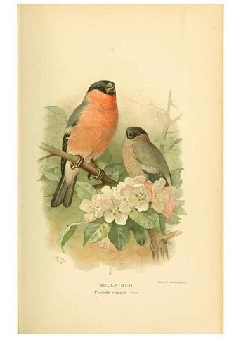 Reproducción/Reproduction 10560497473: Coloured figures of the birds of the British Islands / issued by Lord Lilford.. London :R. H. Porter,1885-1897.