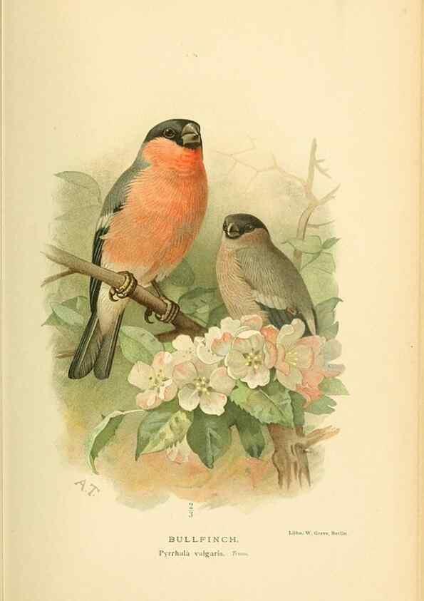 Reproducción/Reproduction 10560497473: Coloured figures of the birds of the British Islands / issued by Lord Lilford.. London :R. H. Porter,1885-1897.