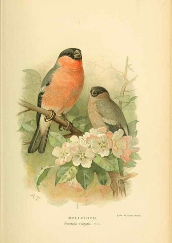 Reproducción/Reproduction 10560497473: Coloured figures of the birds of the British Islands / issued by Lord Lilford.. London :R. H. Porter,1885-1897.