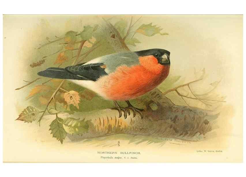 Reproducción/Reproduction 10560263496: Coloured figures of the birds of the British Islands / issued by Lord Lilford.. London :R. H. Porter,1885-1897.