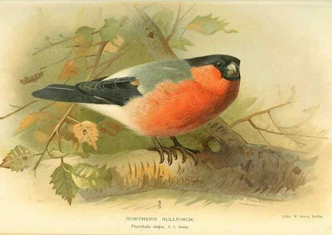 Reproducción/Reproduction 10560263496: Coloured figures of the birds of the British Islands / issued by Lord Lilford.. London :R. H. Porter,1885-1897.
