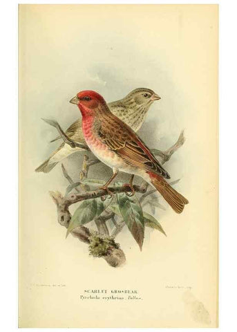 Reproducción/Reproduction 10560246925: Coloured figures of the birds of the British Islands / issued by Lord Lilford.. London :R. H. Porter,1885-1897.