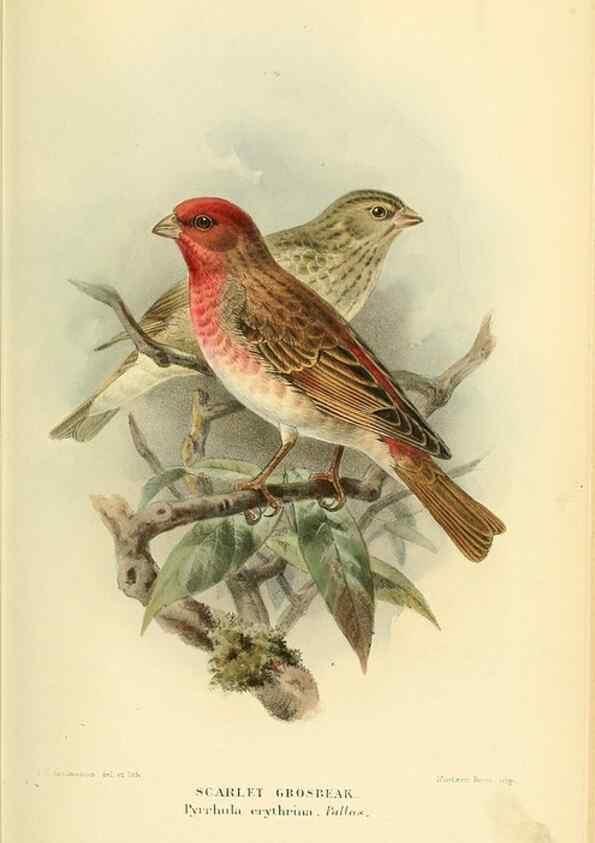 Reproducción/Reproduction 10560246925: Coloured figures of the birds of the British Islands / issued by Lord Lilford.. London :R. H. Porter,1885-1897.
