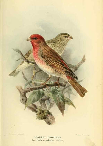 Reproducción/Reproduction 10560246925: Coloured figures of the birds of the British Islands / issued by Lord Lilford.. London :R. H. Porter,1885-1897.