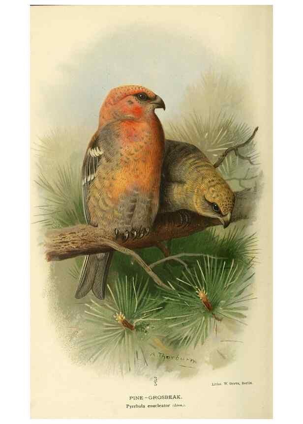 Reproducción/Reproduction 10560270546: Coloured figures of the birds of the British Islands / issued by Lord Lilford.. London :R. H. Porter,1885-1897.