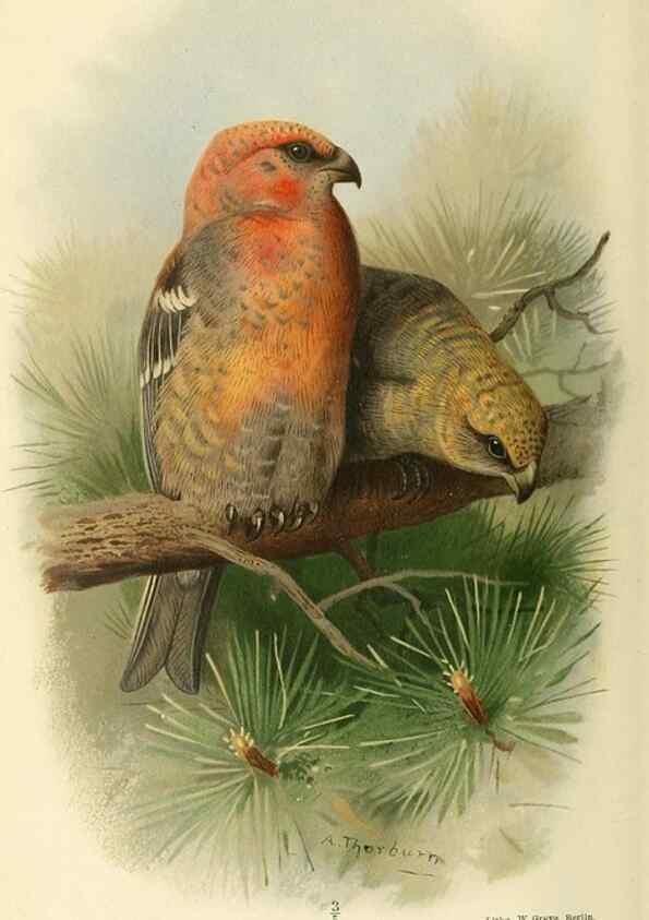 Reproducción/Reproduction 10560270546: Coloured figures of the birds of the British Islands / issued by Lord Lilford.. London :R. H. Porter,1885-1897.