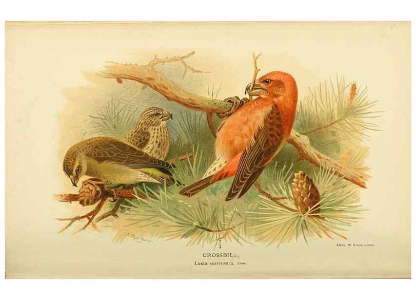 Reproducción/Reproduction 10560511983: Coloured figures of the birds of the British Islands / issued by Lord Lilford.. London :R. H. Porter,1885-1897.