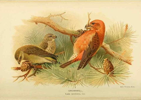 Reproducción/Reproduction 10560511983: Coloured figures of the birds of the British Islands / issued by Lord Lilford.. London :R. H. Porter,1885-1897.