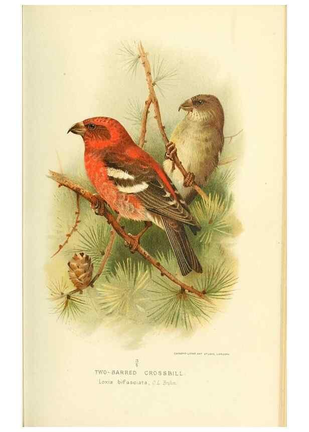 Reproducción/Reproduction 10560318514: Coloured figures of the birds of the British Islands / issued by Lord Lilford.. London :R. H. Porter,1885-1897.
