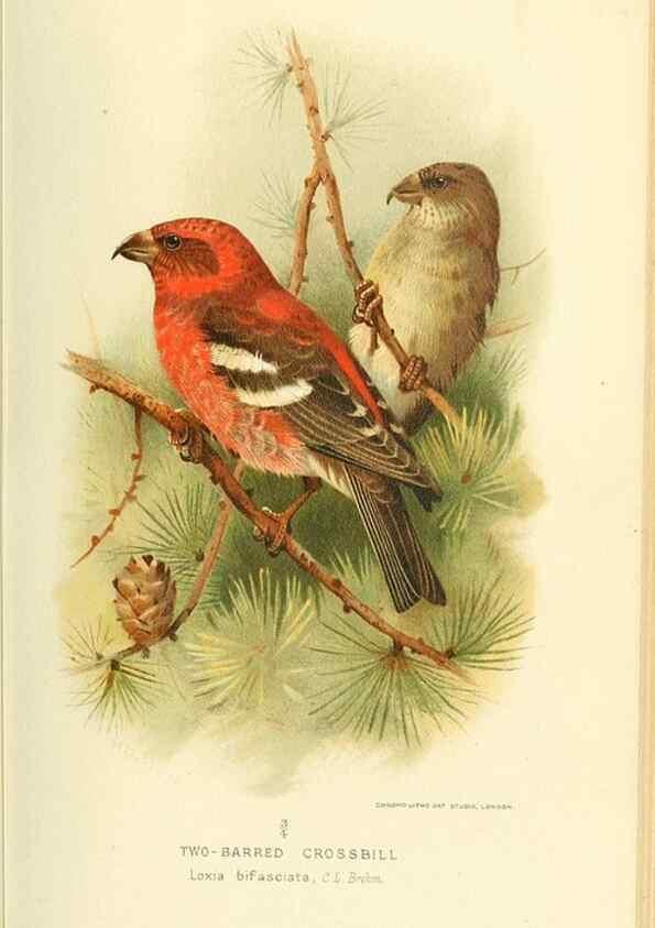 Reproducción/Reproduction 10560318514: Coloured figures of the birds of the British Islands / issued by Lord Lilford.. London :R. H. Porter,1885-1897.