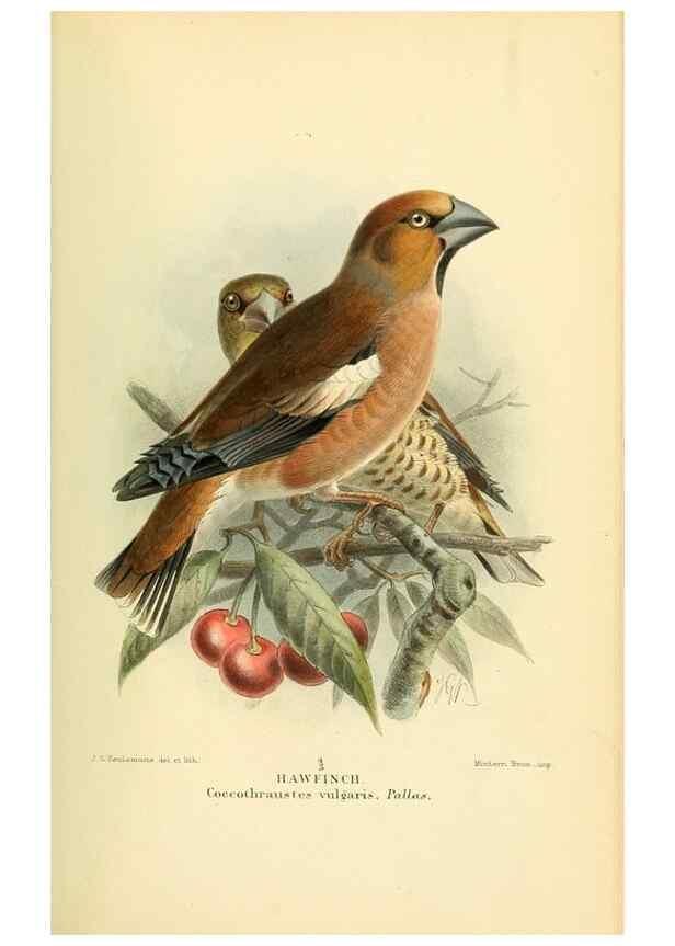 Reproducción/Reproduction 10560219626: Coloured figures of the birds of the British Islands / issued by Lord Lilford.. London :R. H. Porter,1885-1897.