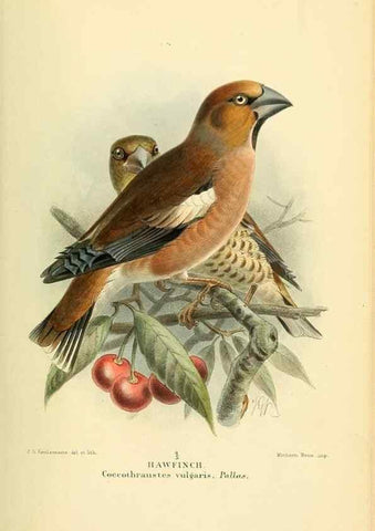 Reproducción/Reproduction 10560219626: Coloured figures of the birds of the British Islands / issued by Lord Lilford.. London :R. H. Porter,1885-1897.