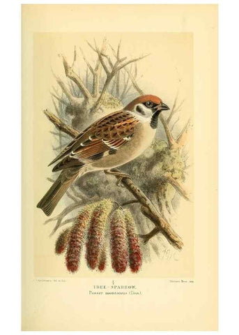 Reproducción/Reproduction 10560216806: Coloured figures of the birds of the British Islands / issued by Lord Lilford.. London :R. H. Porter,1885-1897.