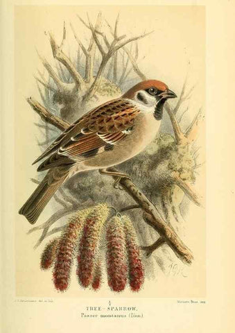 Reproducción/Reproduction 10560216806: Coloured figures of the birds of the British Islands / issued by Lord Lilford.. London :R. H. Porter,1885-1897.