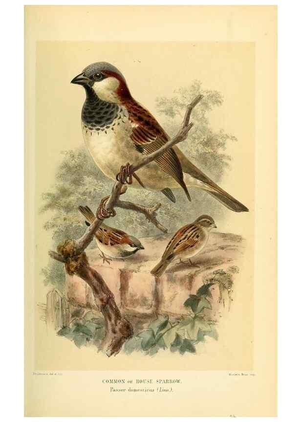 Reproducción/Reproduction 10560250954: Coloured figures of the birds of the British Islands / issued by Lord Lilford.. London :R. H. Porter,1885-1897.
