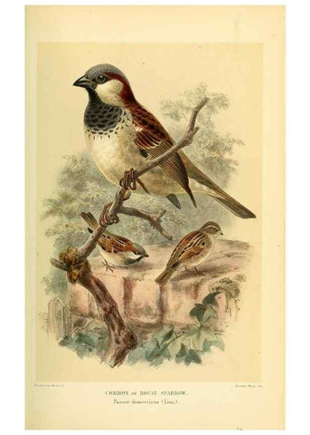 Reproducción/Reproduction 10560250954: Coloured figures of the birds of the British Islands / issued by Lord Lilford.. London :R. H. Porter,1885-1897.