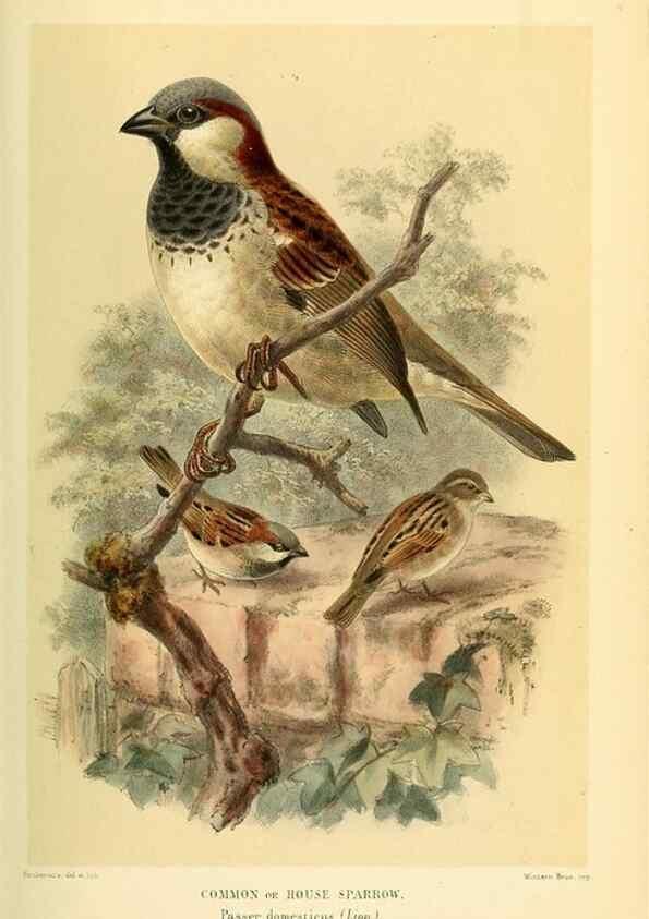 Reproducción/Reproduction 10560250954: Coloured figures of the birds of the British Islands / issued by Lord Lilford.. London :R. H. Porter,1885-1897.