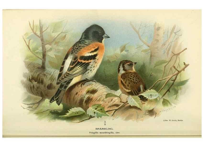 Reproducción/Reproduction 10560188005: Coloured figures of the birds of the British Islands / issued by Lord Lilford.. London :R. H. Porter,1885-1897.