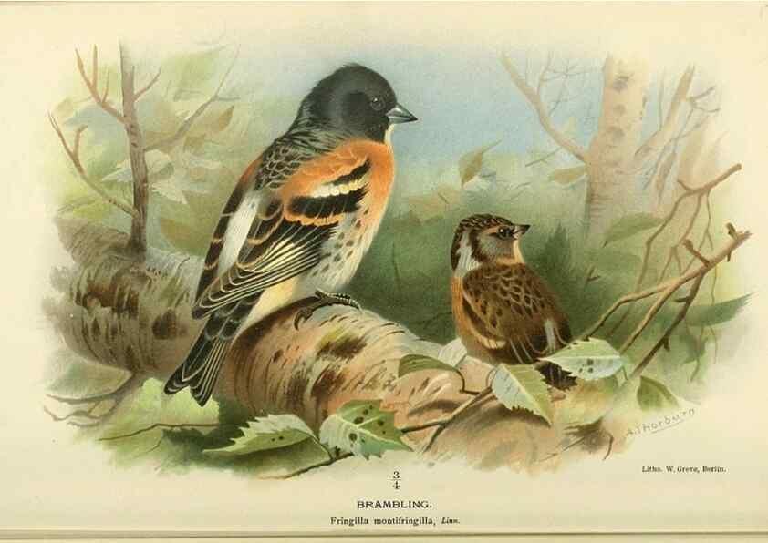 Reproducción/Reproduction 10560188005: Coloured figures of the birds of the British Islands / issued by Lord Lilford.. London :R. H. Porter,1885-1897.
