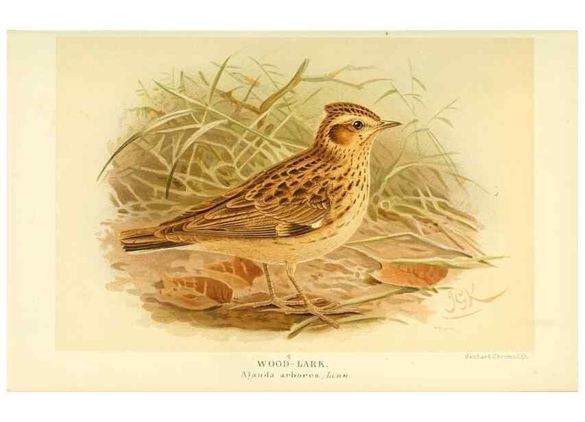 Reproducción/Reproduction 10560389293: Coloured figures of the birds of the British Islands / issued by Lord Lilford.. London :R. H. Porter,1885-1897.