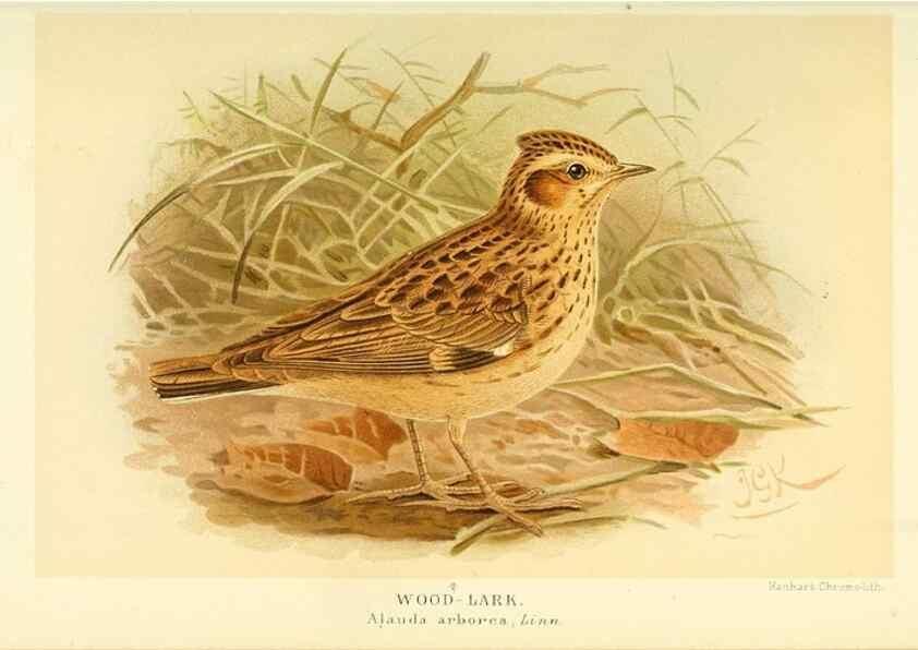 Reproducción/Reproduction 10560389293: Coloured figures of the birds of the British Islands / issued by Lord Lilford.. London :R. H. Porter,1885-1897.