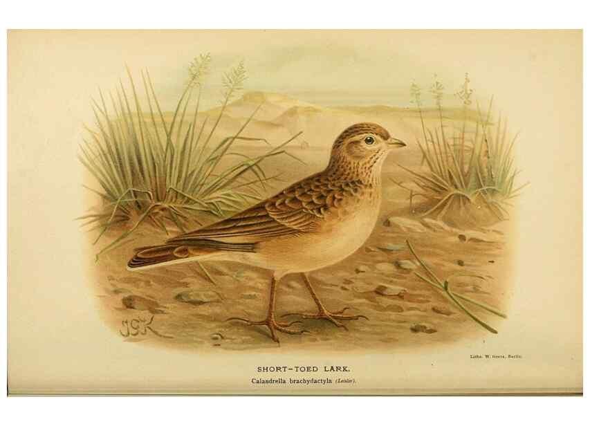 Reproducción/Reproduction 10560136015: Coloured figures of the birds of the British Islands / issued by Lord Lilford.. London :R. H. Porter,1885-1897.