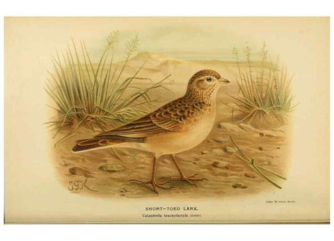 Reproducción/Reproduction 10560136015: Coloured figures of the birds of the British Islands / issued by Lord Lilford.. London :R. H. Porter,1885-1897.