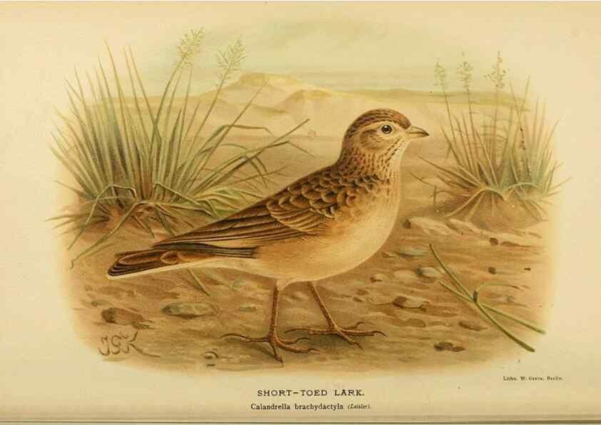 Reproducción/Reproduction 10560136015: Coloured figures of the birds of the British Islands / issued by Lord Lilford.. London :R. H. Porter,1885-1897.