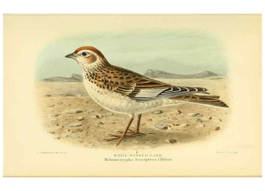 Reproducción/Reproduction 10560397353: Coloured figures of the birds of the British Islands / issued by Lord Lilford.. London :R. H. Porter,1885-1897.